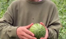 吃捧瓜去皮吗,揭秘吃捧瓜的去皮技巧