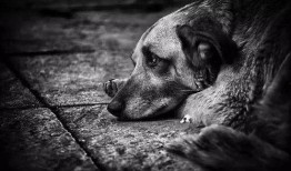 小白狗吃瓜群众,吃瓜群众的趣味生活