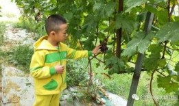 城北幼儿园吃瓜,夏日里的欢乐时光