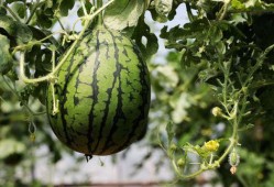 梦见吃坏天瓜,揭秘吃坏天瓜的神秘寓意