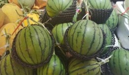 收藏界吃瓜,揭秘吃瓜背后的精彩故事