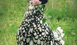 马闹鸡吃瓜,一场乡村奇遇记