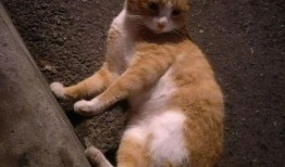 橘猫吃瓜大赛,一场欢乐的吃瓜盛宴