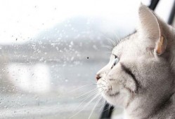 猫吃吊瓜,揭秘猫对吊瓜的喜爱之谜