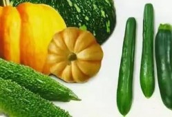 朝圣吃瓜,探寻信仰与瓜果的奇妙交融